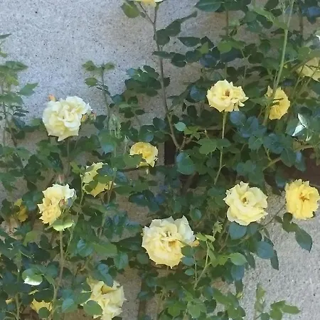 Barbaia 住宿加早餐酒店